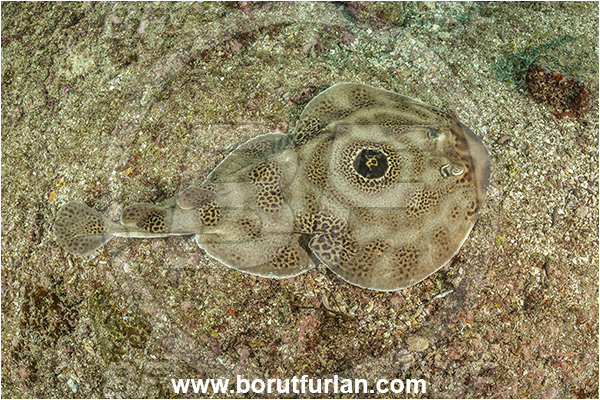 Isla Espirito Santo, Baja California, Sea of Cortez, Mexico, Pacific ocean, Diplobatis ommata, Diplobatis, Narcinidae, Elasmobranchii, Bullseye electric ray, Stingray, Fish