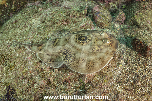 Isla Espirito Santo, Baja California, Sea of Cortez, Mexico, Pacific ocean, Diplobatis ommata, Diplobatis, Narcinidae, Elasmobranchii, Bullseye electric ray, Stingray, Fish