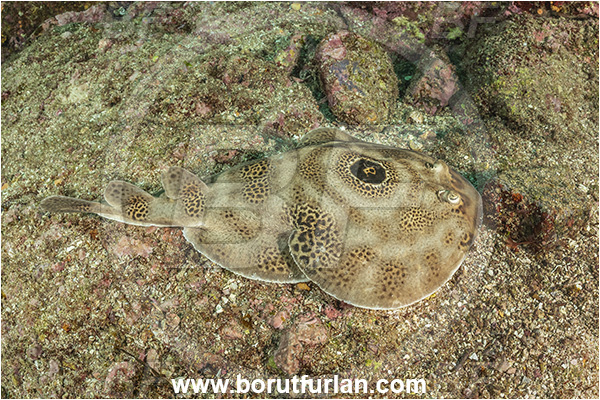 Isla Espirito Santo, Baja California, Sea of Cortez, Mexico, Pacific ocean, Diplobatis ommata, Diplobatis, Narcinidae, Elasmobranchii, Bullseye electric ray, Stingray, Fish