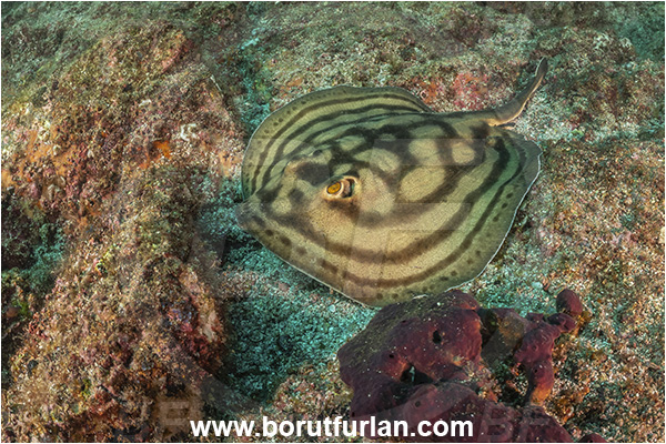 Isla Partida, Baja California, Sea of Cortez, Mexico, Pacific ocean, Urobatis concentricus, Urobatis, Urotrygonidae, Elasmobranchii, Bullseye round stingray, Stingray, Fish