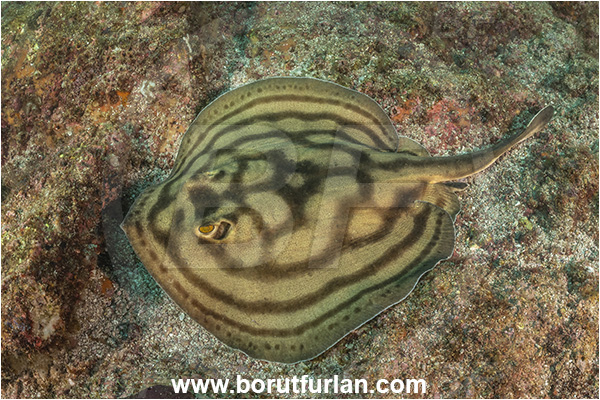 Isla Partida, Baja California, Sea of Cortez, Mexico, Pacific ocean, Urobatis concentricus, Urobatis, Urotrygonidae, Elasmobranchii, Bullseye round stingray, Stingray, Fish