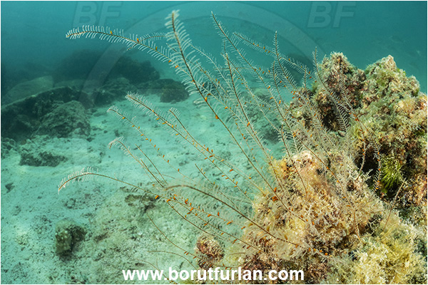 Baja California, Isla Espiritu Santo, La Paz, Mexico, Sea of Cortez, Pacific ocean, Hydrozoa, Cnidaria, Cnidarian, Hydroid, Unidentified, Reef