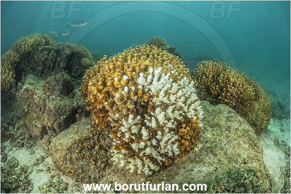 Sea of Cortez, La Paz, Baja California, Mexico, Pacific ocean, Coral, Hard coral, Cnidaria, Cnidarian, Coral bleaching