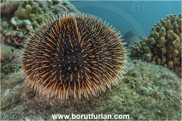 Sea of Cortez, La Paz, Baja California, Mexico, Pacific ocean, Tripneustes depressus, Tripneustes, Toxopneustidae, White Sea Urchin, Sea Urchin, Echinoidea, Echinodermata, Echinoderm, Reef