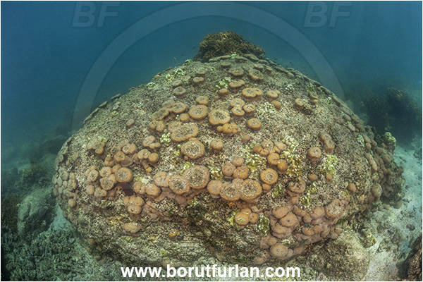 Isla Espirito Santo, La Paz, Baja California, Sea of Cortez, Mexico, Pacific ocean, Unidentified, Cnidaria, Cnidarian, Coral, Hard coral, Reef