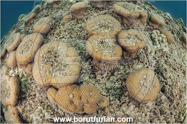 Isla Espirito Santo, La Paz, Baja California, Sea of Cortez, Mexico, Pacific ocean, Unidentified, Cnidaria, Cnidarian, Coral, Hard coral, Reef