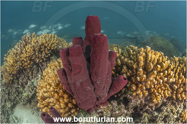 Isla Espirito Santo, La Paz, Baja California, Sea of Cortez, Mexico, Pacific ocean, Aplysina archeri, Aplysina, Aplysinidae, Stove-pipe sponge, Sponge, Porifera, Reef