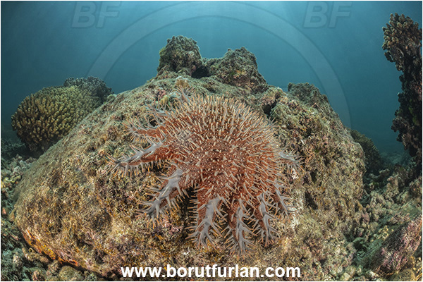 Isla Espirito Santo, La Paz, Baja California, Sea of Cortez, Mexico, Pacific ocean, Acanthaster planci, Acanthaster, Acanthasteridae, Crown-of-thorns starfish, Starfish, Asteroidea, Echinodermata, Echinoderm, Reef