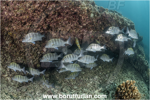 Baja California, Fish, Greybar grunt, Grunt, Haemulidae, Haemulon, Haemulon sexfasciatum, Isla Espiritu Santo, La Paz, Mexico, Pacific ocean, Reef, Sea of Cortez, Fish school