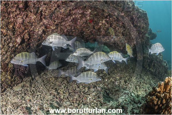Baja California, Fish, Greybar grunt, Grunt, Haemulidae, Haemulon, Haemulon sexfasciatum, Isla Espiritu Santo, La Paz, Mexico, Pacific ocean, Reef, Sea of Cortez, Fish school