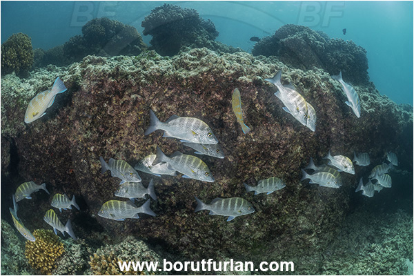 Baja California, Fish, Greybar grunt, Grunt, Haemulidae, Haemulon, Haemulon sexfasciatum, Isla Espiritu Santo, La Paz, Mexico, Pacific ocean, Reef, Sea of Cortez, Fish school