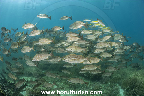 Baja California, Fish, Fish school, Grunt, Haemulidae, Haemulon, Haemulon maculicauda, Isla Espiritu Santo, La Paz, Mexico, Pacific ocean, Sea of Cortez, Spottail grunt