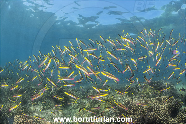 Isla Espiritu Santo, Baja California, Sea of Cortez, Mexico, Pacific ocean, Thalassoma lucasanum, Thalassoma, Labridae, Cortez rainbow wrasse, Wrasse, Fish, Fish school, Reef