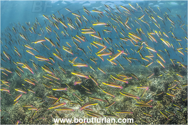 Isla Espiritu Santo, Baja California, Sea of Cortez, Mexico, Pacific ocean, Thalassoma lucasanum, Thalassoma, Labridae, Cortez rainbow wrasse, Wrasse, Fish, Fish school, Reef