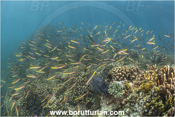 Isla Espiritu Santo, Baja California, Sea of Cortez, Mexico, Pacific ocean, Thalassoma lucasanum, Thalassoma, Labridae, Cortez rainbow wrasse, Wrasse, Fish, Fish school, Reef