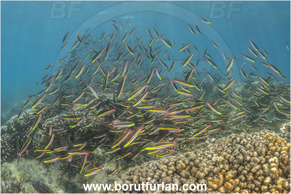 Isla Espiritu Santo, Baja California, Sea of Cortez, Mexico, Pacific ocean, Thalassoma lucasanum, Thalassoma, Labridae, Cortez rainbow wrasse, Wrasse, Fish, Fish school, Reef