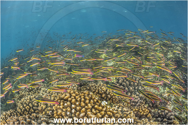 Isla Espiritu Santo, Baja California, Sea of Cortez, Mexico, Pacific ocean, Thalassoma lucasanum, Thalassoma, Labridae, Cortez rainbow wrasse, Wrasse, Fish, Fish school, Reef