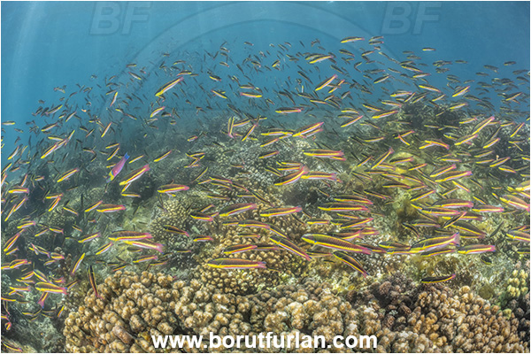 Isla Espiritu Santo, Baja California, Sea of Cortez, Mexico, Pacific ocean, Thalassoma lucasanum, Thalassoma, Labridae, Cortez rainbow wrasse, Wrasse, Fish, Fish school, Reef