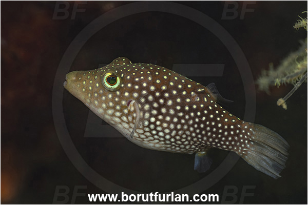 Baja California, Canthigaster, Canthigaster punctatissima, Fang Ming wreck, Fish, Isla Espiritu Santo, La Paz, Mexico, Pacific ocean, Puffer, Sea of Cortez, Spotted sharpnose puffer, Tetraodontidae