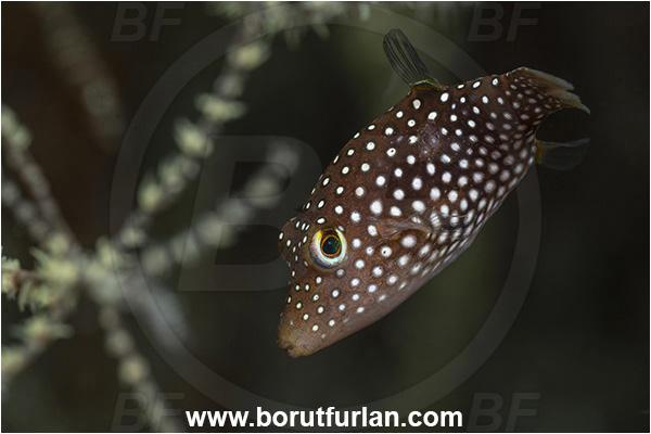 Baja California, Canthigaster, Canthigaster punctatissima, Fang Ming wreck, Fish, Isla Espiritu Santo, La Paz, Mexico, Pacific ocean, Puffer, Sea of Cortez, Spotted sharpnose puffer, Tetraodontidae