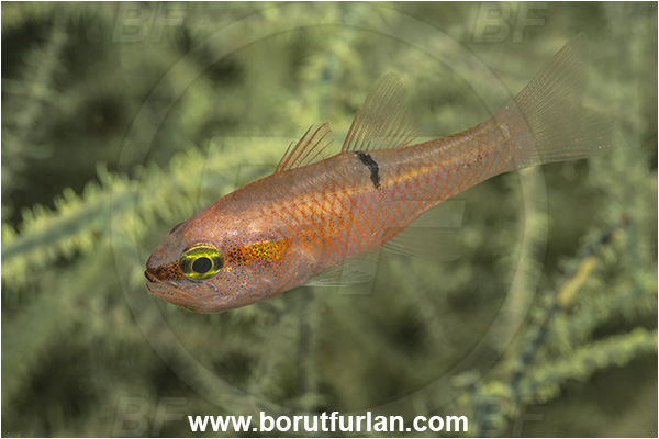 Apogon, Apogon pacificus, Apogonidae, Baja California, Cardinalfish, Fish, Isla Espiritu Santo, La Paz, Mexico, Pacific ocean, Pink cardinalfish, Sea of Cortez