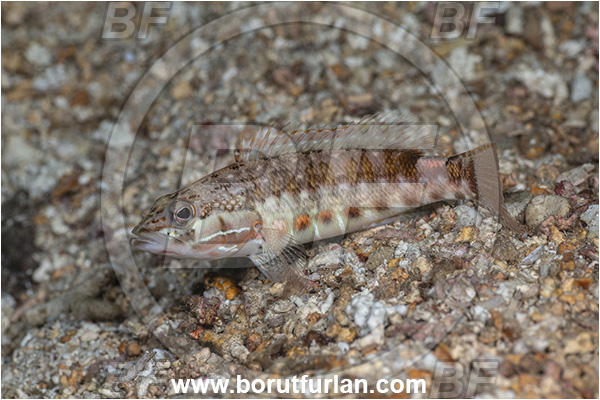 Baja California, Barred serrano, Fish, Grouper, Isla Espiritu Santo, La Paz, Mexico, Pacific ocean, Sea of Cortez, Serranidae, Serranus, Serranus psittacinus