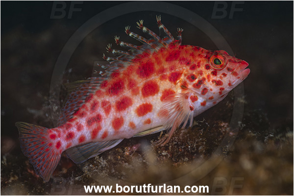 Baja California, Cirrhitichthys, Cirrhitichthys oxycephalus, Cirrhitidae, Coral hawkfish, Fish, Hawkfish, Isla Espiritu Santo, Mexico, Pacific ocean, Sea of Cortez