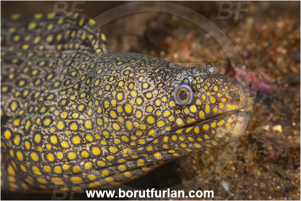 Baja California, Fish, Isla Espiritu Santo, Jewel moray, La Paz, Mexico, Moray, Muraena, Muraena lentiginosa, Muraenidae, Pacific ocean, Portrait, Sea of Cortez