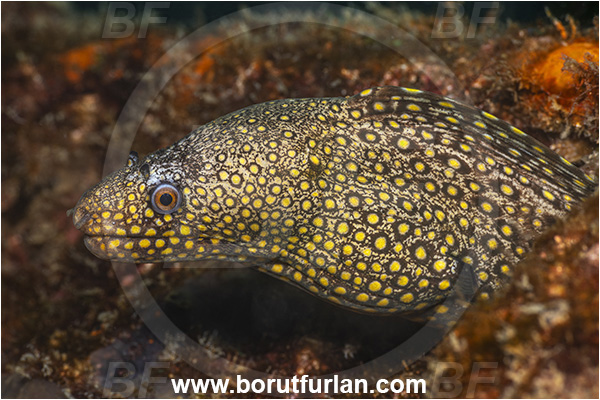 Baja California, Fish, Isla Espiritu Santo, Jewel moray, La Paz, Mexico, Moray, Muraena, Muraena lentiginosa, Muraenidae, Pacific ocean, Portrait, Sea of Cortez