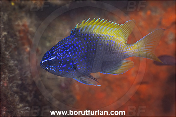 Baja California, Blue-and-yellow chromis, Chromis, Chromis limbaughi, Damselfish, Fish, La Paz, Limbaugh