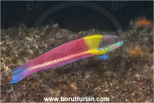 Baja California, Cortez rainbow wrasse, Fish, Isla Espiritu Santo, La Paz, Labridae, Mexico, Pacific ocean, Sea of Cortez, Thalassoma, Thalassoma lucasanum, Wrasse