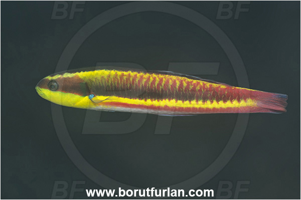 Baja California, Cortez rainbow wrasse, Fish, Isla Espiritu Santo, La Paz, Labridae, Mexico, Pacific ocean, Sea of Cortez, Thalassoma, Thalassoma lucasanum, Wrasse, Juvenile