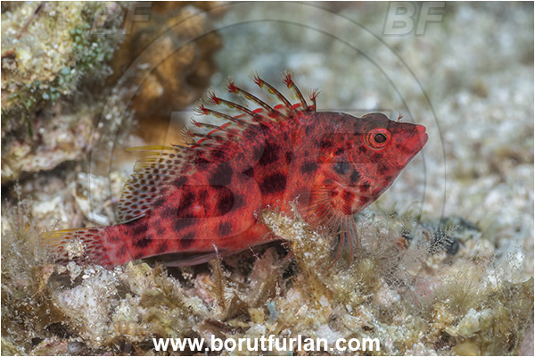 Baja California, Cirrhitichthys, Cirrhitichthys oxycephalus, Cirrhitidae, Coral hawkfish, Fish, Hawkfish, Isla Espiritu Santo, Mexico, Pacific ocean, Sea of Cortez