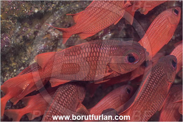 Baja California, Fish, Fish school, Holocentridae, Isla Espiritu Santo, La Paz, Mexico, Myripristis, Myripristis leiognathus, Pacific ocean, Panamic soldierfish, Sea of Cortez, Soldierfish