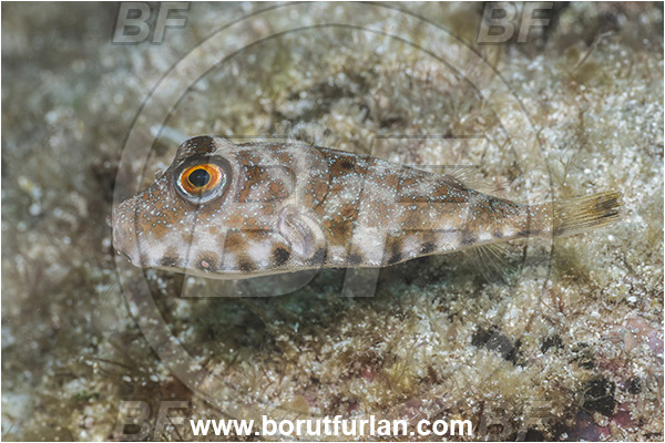 Sea of Cortez, La Paz, Isla Espiritu Santo, Baja California, Mexico, Pacific ocean, Sphoeroides lobatus, Sphoeroides, Tetraodontidae, Longnose puffer, Puffer, Fish