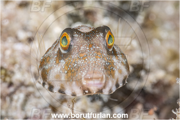 Sea of Cortez, La Paz, Isla Espiritu Santo, Baja California, Mexico, Pacific ocean, Sphoeroides lobatus, Sphoeroides, Tetraodontidae, Longnose puffer, Puffer, Fish, Portrait