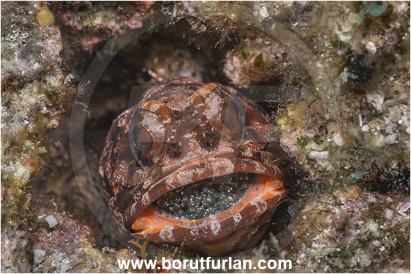 Baja California, Isla Espiritu Santo, La Paz, Mexico, Pacific ocean, Sea of Cortez, Opistognathus galapagensis, Opistognathus, Opistognathidae, Galapagos jawfish, Jawfish, Fish, Eggs in mouth, Portrait