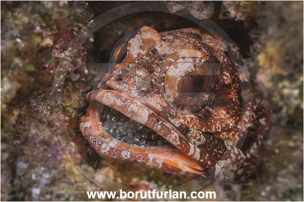 Baja California, Isla Espiritu Santo, La Paz, Mexico, Pacific ocean, Sea of Cortez, Opistognathus galapagensis, Opistognathus, Opistognathidae, Galapagos jawfish, Jawfish, Fish, Eggs in mouth, Portrait