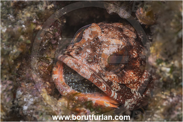 Baja California, Isla Espiritu Santo, La Paz, Mexico, Pacific ocean, Sea of Cortez, Opistognathus galapagensis, Opistognathus, Opistognathidae, Galapagos jawfish, Jawfish, Fish, Eggs in mouth, Portrait