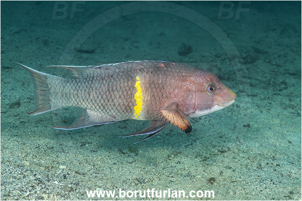 Isla Espirito Santo, La Paz, Baja California, Sea of Cortez, Mexico, Pacific ocean, Bodianus diplotaenia, Bodianus, Labridae, Mexican hogfish - male, Hogfish, Fish, Wrasse, Sand