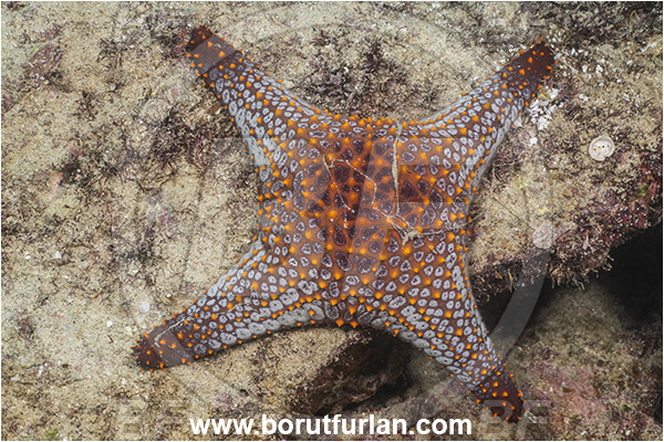 Asteroidea, Baja California, Echinoderm, Echinodermata, Isla Espiritu Santo, La Paz, Mexico, Oreasteridae, Pacific ocean, Panamic Cushion Starfish, Pentaceraster, Pentaceraster cumingi, Sea of Cortez, Starfish, Four arms