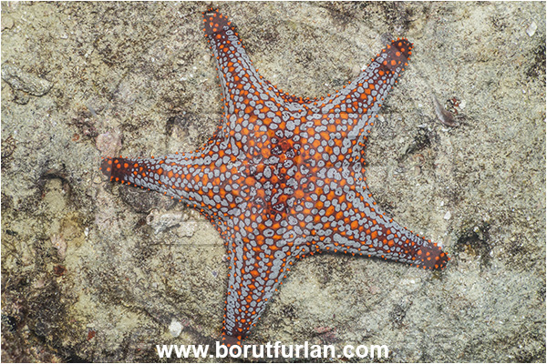 Asteroidea, Baja California, Echinoderm, Echinodermata, Isla Espiritu Santo, La Paz, Mexico, Oreasteridae, Pacific ocean, Panamic Cushion Starfish, Pentaceraster, Pentaceraster cumingi, Sea of Cortez, Starfish