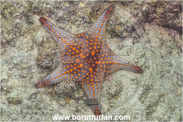 Asteroidea, Baja California, Echinoderm, Echinodermata, Isla Espiritu Santo, La Paz, Mexico, Oreasteridae, Pacific ocean, Panamic Cushion Starfish, Pentaceraster, Pentaceraster cumingi, Sea of Cortez, Starfish