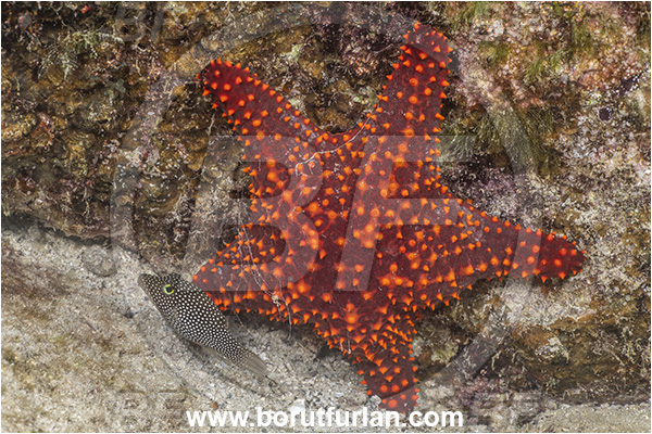 Asteroidea, Baja California, Echinoderm, Echinodermata, Isla Espiritu Santo, La Paz, Mexico, Oreasteridae, Pacific ocean, Panamic Cushion Starfish, Pentaceraster, Pentaceraster cumingi, Sea of Cortez, Starfish