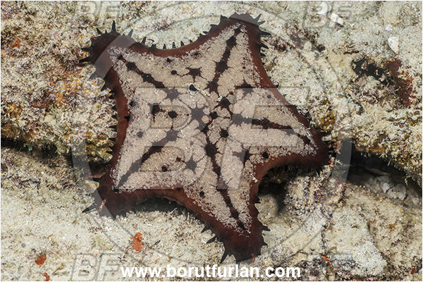Baja California, Isla Espiritu Santo, La Paz, Mexico, Sea of Cortez, Pacific ocean, Nidorellia armata, Nidorellia, Oreasteridae, Asteroidea, Echinodermata, Echinoderm, Chocolate Chip Starfish, Starfish