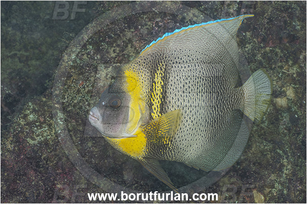 Angelfish, Baja California, Cortez angelfish, Fish, Isla Espiritu Santo, La Paz, Mexico, Pacific ocean, Pomacanthidae, Pomacanthus, Pomacanthus zonipectus, Sea of Cortez