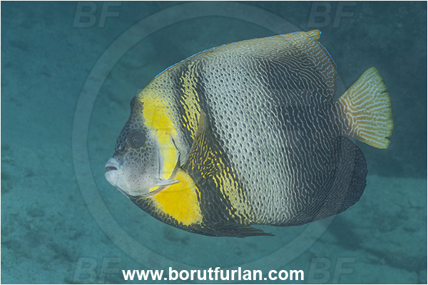 Angelfish, Baja California, Cortez angelfish, Fish, Isla Espiritu Santo, La Paz, Mexico, Pacific ocean, Pomacanthidae, Pomacanthus, Pomacanthus zonipectus, Sea of Cortez