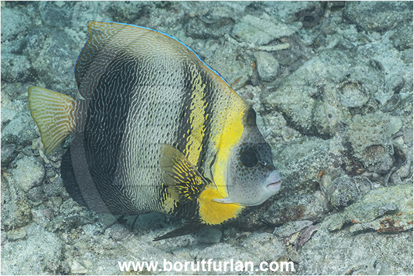 Angelfish, Baja California, Cortez angelfish, Fish, Isla Espiritu Santo, La Paz, Mexico, Pacific ocean, Pomacanthidae, Pomacanthus, Pomacanthus zonipectus, Sea of Cortez