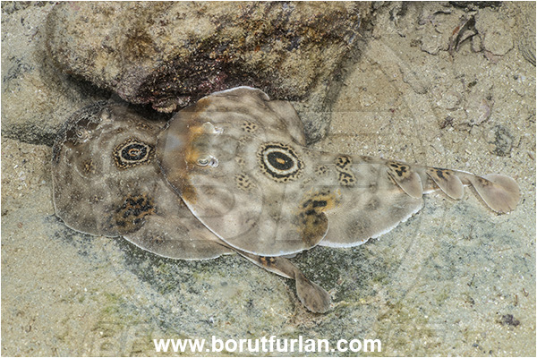 Isla Espirito Santo, Baja California, Sea of Cortez, Mexico, Pacific ocean, Diplobatis ommata, Diplobatis, Narcinidae, Elasmobranchii, Bullseye electric ray, Stingray, Fish, Mating