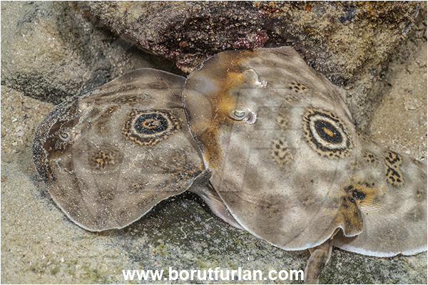 Isla Espirito Santo, Baja California, Sea of Cortez, Mexico, Pacific ocean, Diplobatis ommata, Diplobatis, Narcinidae, Elasmobranchii, Bullseye electric ray, Stingray, Fish, Mating